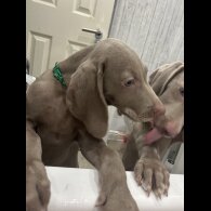 Weimaraner - Dogs