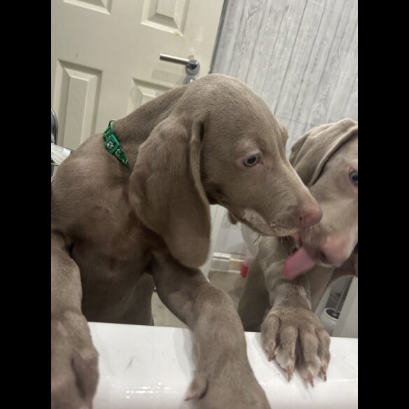 Weimaraner - Dogs
