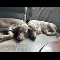 Weimaraner - Dogs