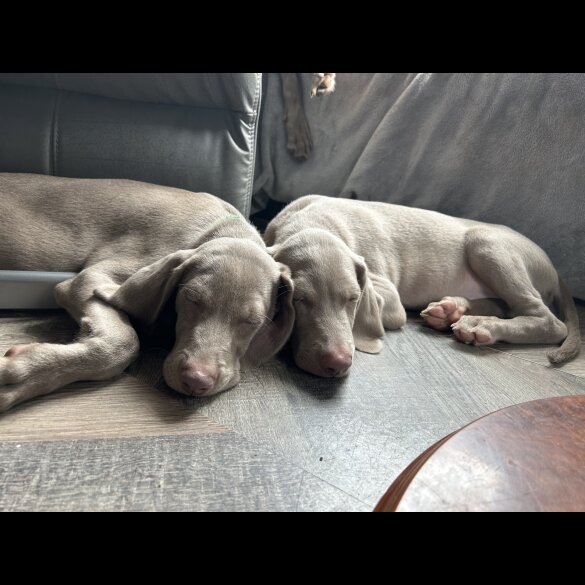 Weimaraner - Dogs