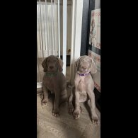 Weimaraner - Dogs