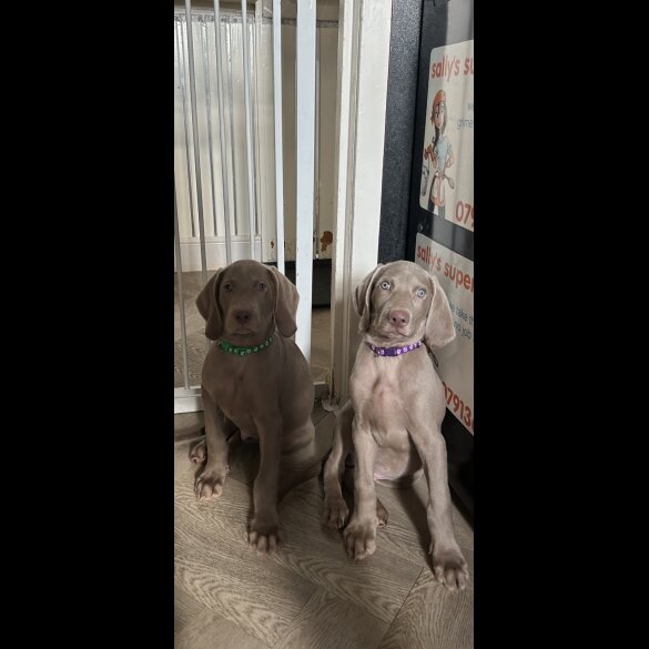 Weimaraner - Dogs