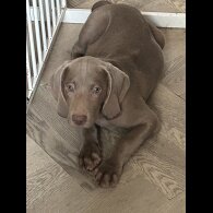 Weimaraner - Dogs