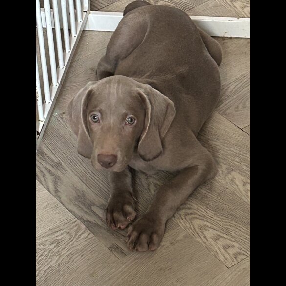 Weimaraner - Dogs