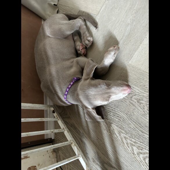 Weimaraner - Dogs