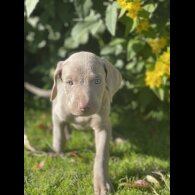 Weimaraner - Both
