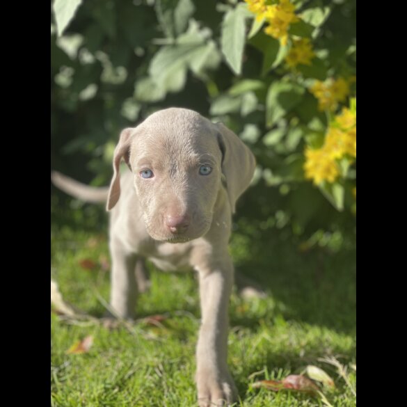 Weimaraner - Both