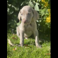 Weimaraner - Both