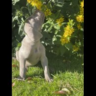 Weimaraner - Both