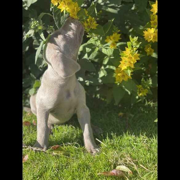 Weimaraner - Both