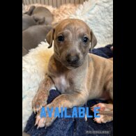 Whippet - Both