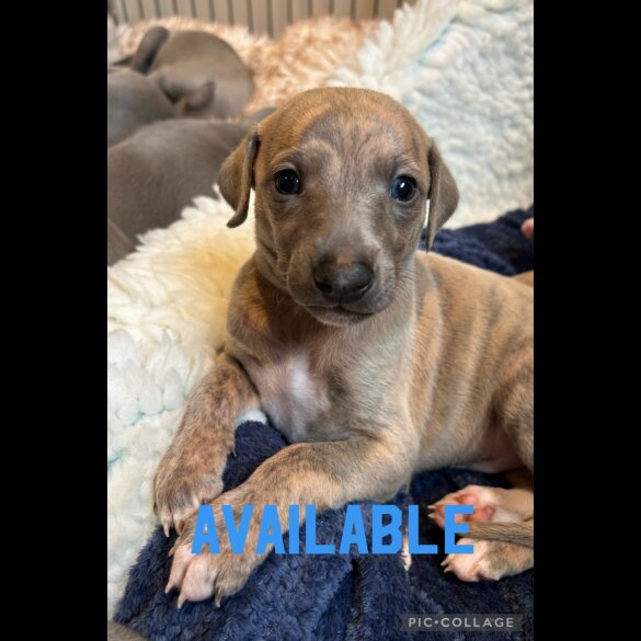 Whippet - Both