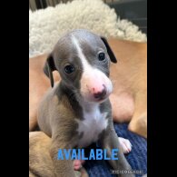 Whippet - Both
