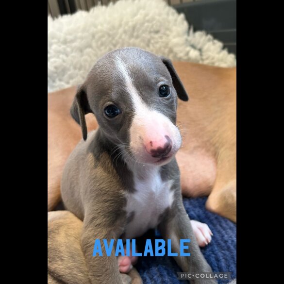 Whippet - Both