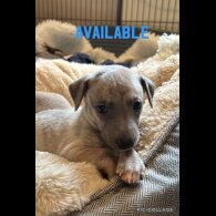 Whippet - Both
