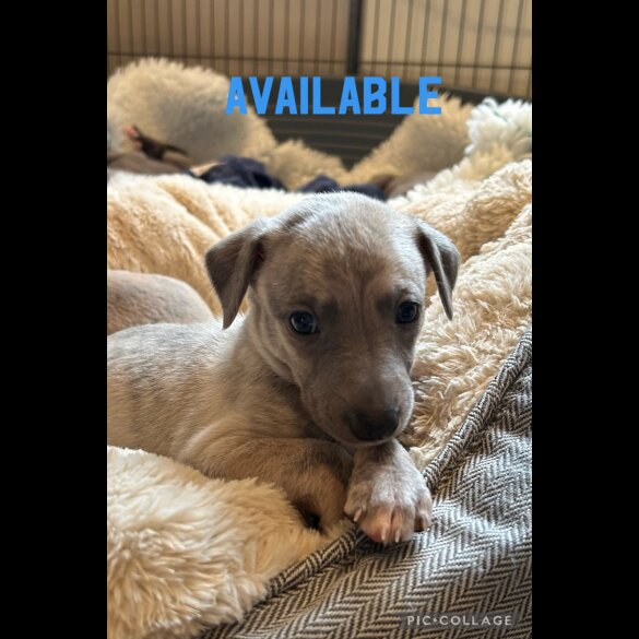 Whippet - Both