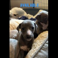 Whippet - Both