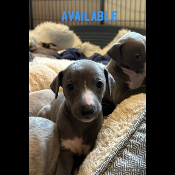 Whippet - Both