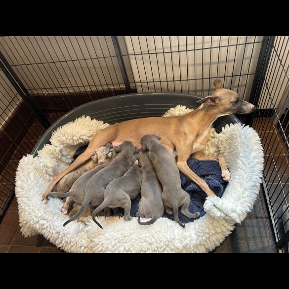 Whippet - Both