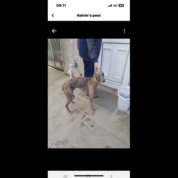 Whippet - Both