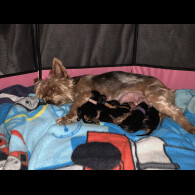 Yorkshire Terrier - Both