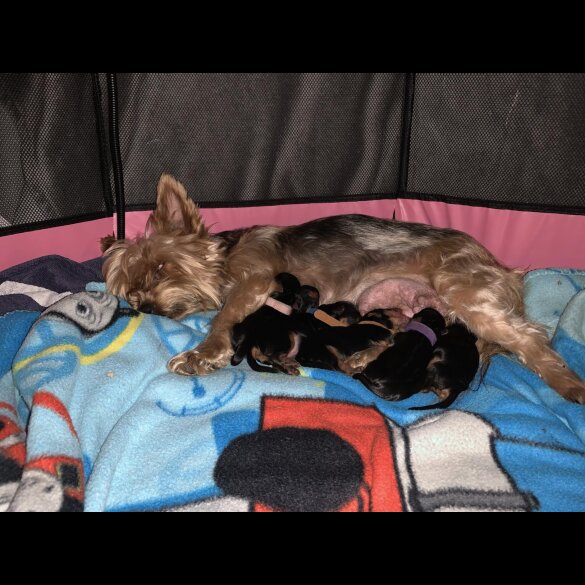 Yorkshire Terrier - Both