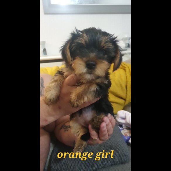 Yorkshire Terrier - Both