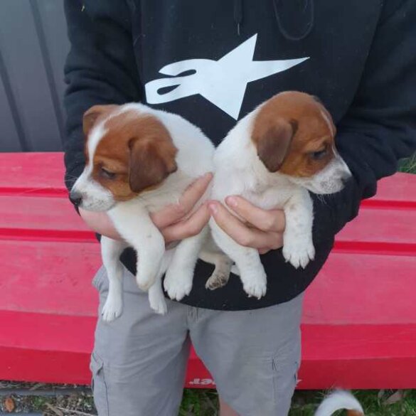 Jack Russell - Both