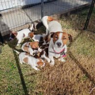 Jack Russell - Both