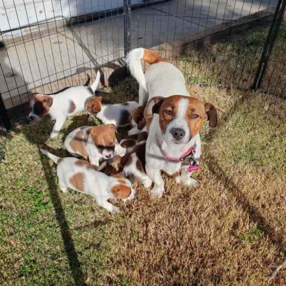 Jack Russell - Both