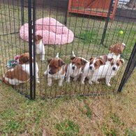 Jack Russell - Both