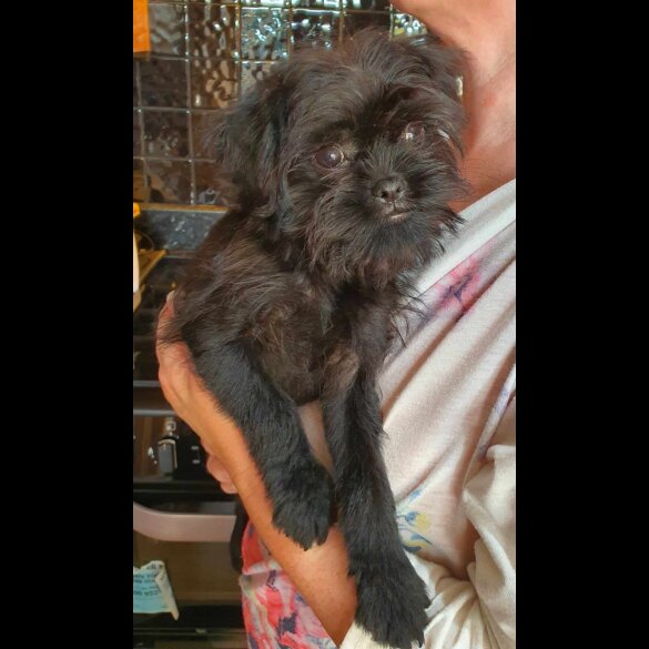 Affenpinscher - Bitches
