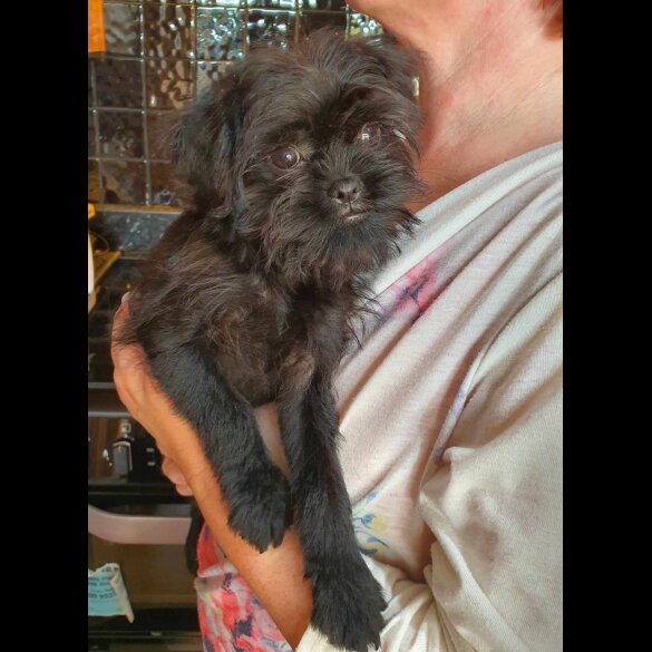 Affenpinscher - Bitches