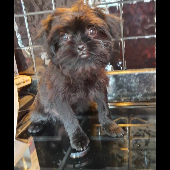 Affenpinscher - Bitches
