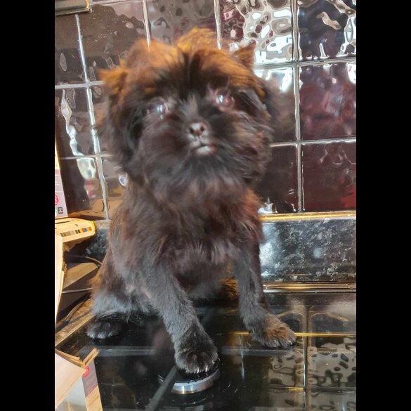 Affenpinscher - Bitches