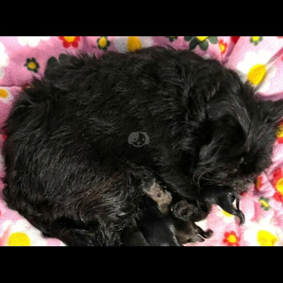 Affenpinscher - Bitches