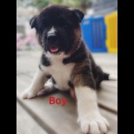 Akita - Both