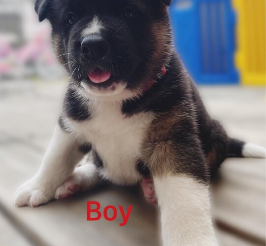 Akita