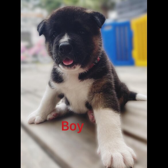 Akita - Both