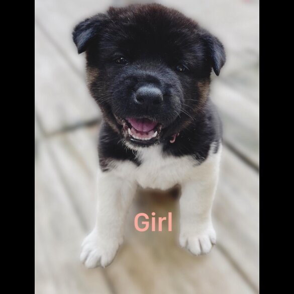 Akita - Both
