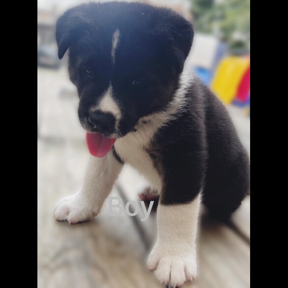 Akita - Both