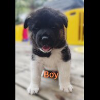 Akita - Both