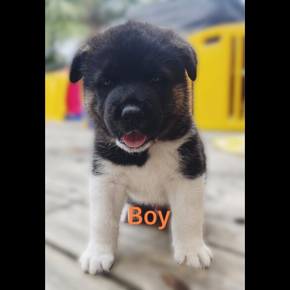Akita - Both