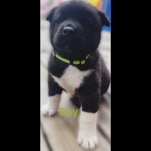 Akita - Both