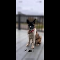 Akita - Both
