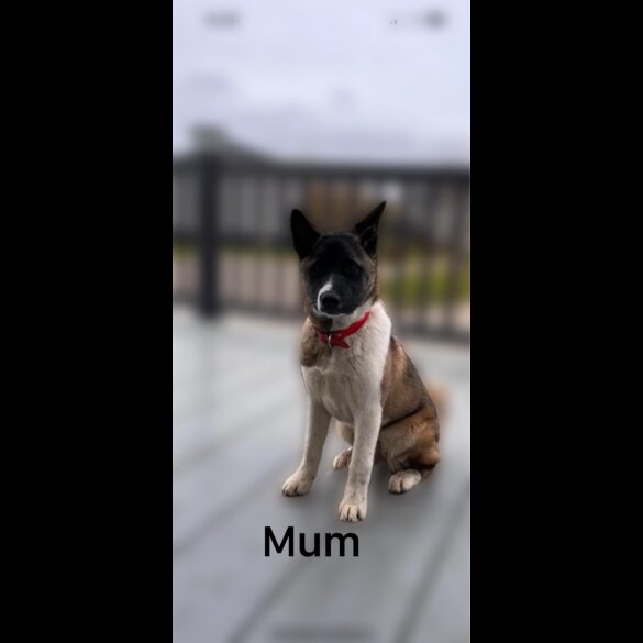 Akita - Both