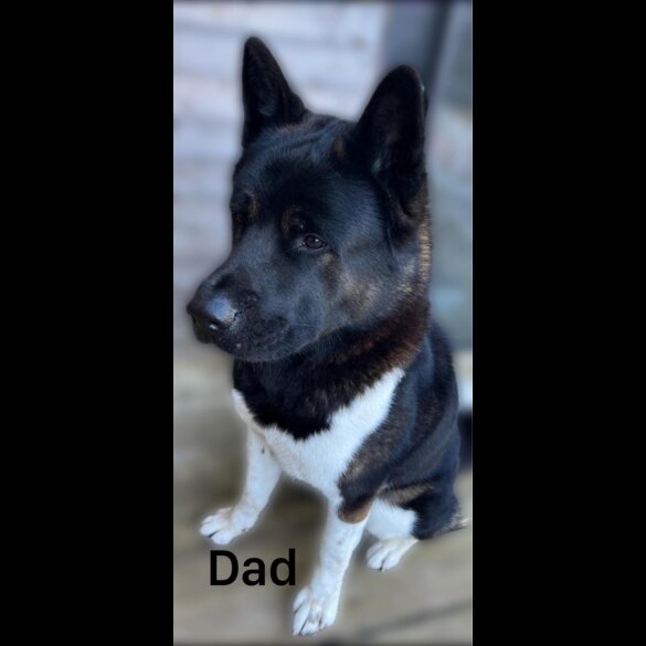 Akita - Both
