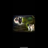 Akita - Both