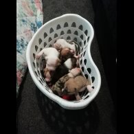 American Bulldog - Both