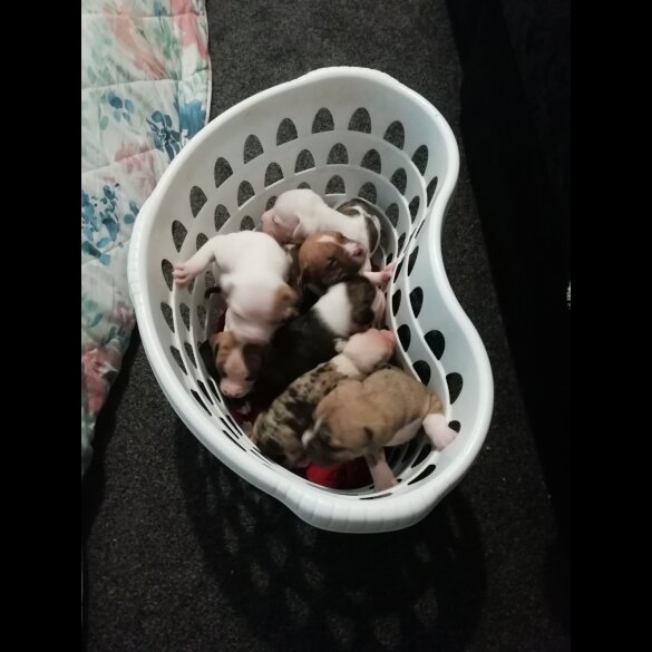 American Bulldog - Both